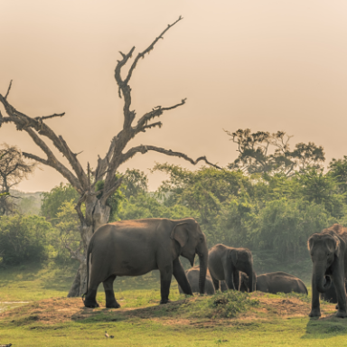 Elefanten in Sri Lanka