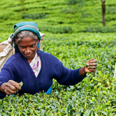 Teepflückerin Sri Lanka
